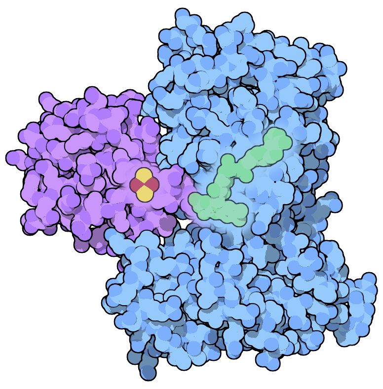 Proteins & Enzymes
