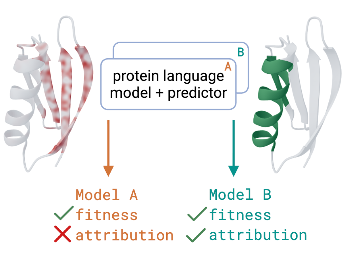 Do protein representations encode variant function? Diagnosing residue-level protein attributions via embedding-space gradients